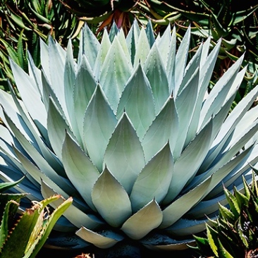 agave_parryi